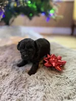 Mae, a female Yorkipoo for sale in Alma, GA – Photo 4 of 4