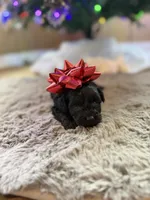 Mae, a female Yorkipoo for sale in Alma, GA – Photo 3 of 4