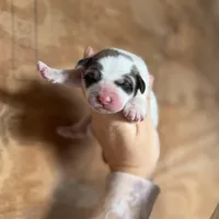 Cindy, a female Great Pyrenees for sale in Alma, GA – Photo 2 of 7