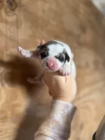 Cindy, a female Great Pyrenees for sale in Alma, GA – Photo 1 of 5