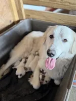 Cindy, a female Great Pyrenees for sale in Alma, GA – Photo 4 of 5