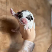 Cindy, a female Great Pyrenees for sale in Alma, GA – Photo 3 of 7