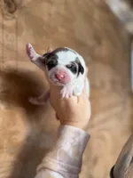 Cindy, a female Great Pyrenees for sale in Alma, GA – Photo 2 of 5