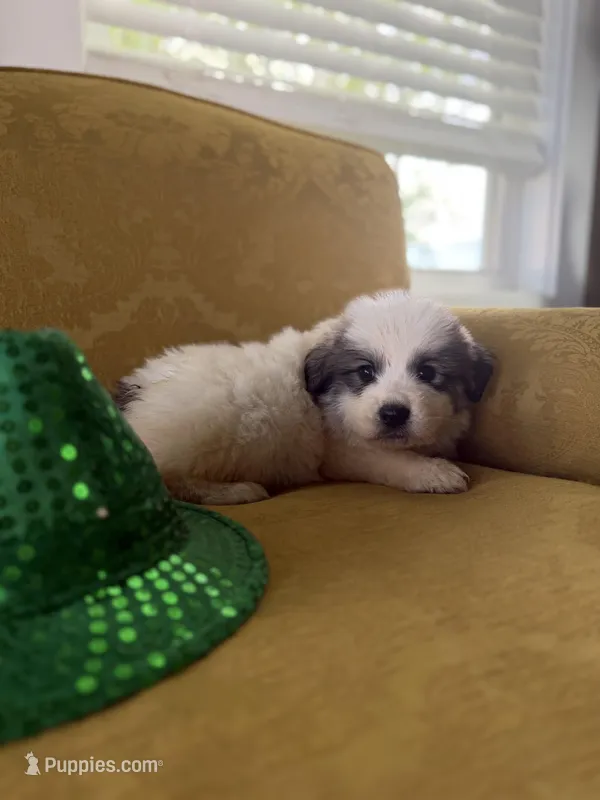 Cindy – Great Pyrenees puppy for sale in Alma, GA