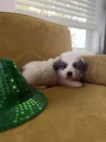 Cindy, a female Great Pyrenees for sale in Alma, GA – Photo 1 of 7