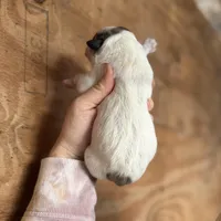 Cindy, a female Great Pyrenees for sale in Alma, GA – Photo 4 of 7