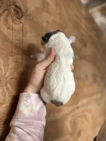 Cindy, a female Great Pyrenees for sale in Alma, GA – Photo 3 of 5