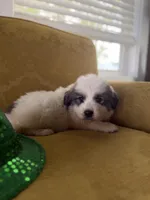 Cindy, a female Great Pyrenees for sale in Alma, GA – Photo 7 of 7