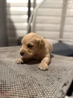 Sunshine, a female Golden Retriever for sale in Alma, GA – 2 of 4