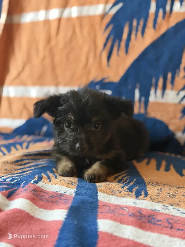 Rose – Pomeranian, Miniature Australian Shepherd puppy for sale in Alma, GA