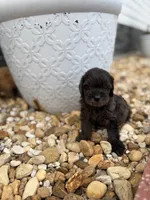 Blue, a male Miniature Goldendoodle for sale in Alma, GA – 2 of 4