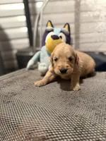 Wallen, a male Golden Retriever for sale in Alma, GA – 2 of 4