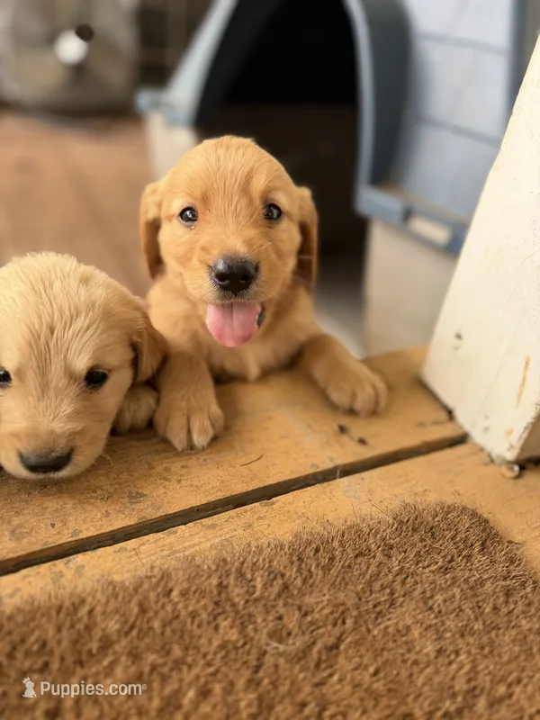 Red Man – Golden Retriever puppy for sale in Alma, GA