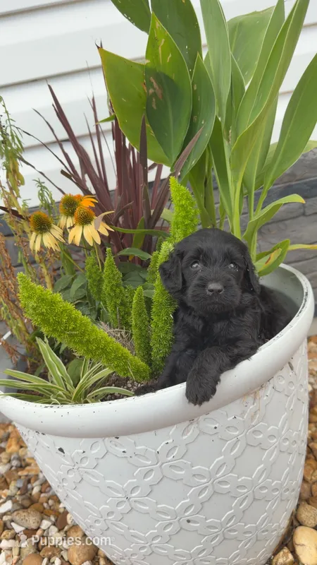 Tina – Miniature Goldendoodle puppy for sale in Alma, GA