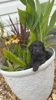 Tina, a female Miniature Goldendoodle for sale in Alma, GA – 1 of 6