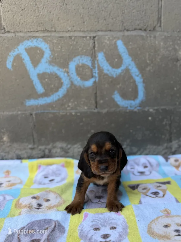 Jr – Basset Hound puppy for sale in Alma, GA