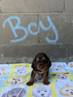 Jr, a male Basset Hound for sale in Alma, GA – 1 of 3