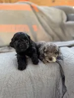 Mangle, a female Yorkipoo for sale in Alma, GA – 5 of 5