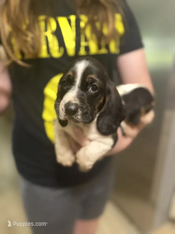 Spot – Basset Hound puppy for sale in Alma, GA