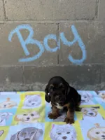 Hank, a male Basset Hound for sale in Alma, GA – 2 of 3