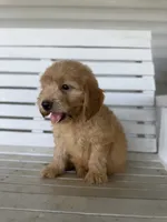Cash, a male Miniature Goldendoodle for sale in Alma, GA – 6 of 10