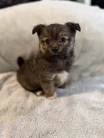 Charlie, a male Pomeranian and Yorkshire Terrier for sale in Alma, GA – Photo 1 of 4