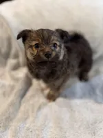 Charlie, a male Pomeranian and Yorkshire Terrier for sale in Alma, GA – Photo 2 of 4