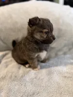 Charlie, a male Pomeranian and Yorkshire Terrier for sale in Alma, GA – Photo 3 of 4