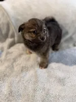 Charlie, a male Pomeranian and Yorkshire Terrier for sale in Alma, GA – Photo 4 of 4