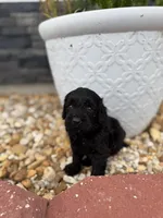Tina, a female Miniature Goldendoodle for sale in Alma, GA – 4 of 6