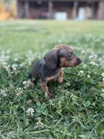 Lilly, a female Miniature Dachshund for sale in Alma, GA – Photo 2 of 5