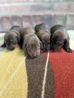 Lilly, a female Miniature Dachshund for sale in Alma, GA – Photo 4 of 5