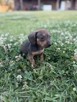 Lilly, a female Miniature Dachshund for sale in Alma, GA – Photo 3 of 5