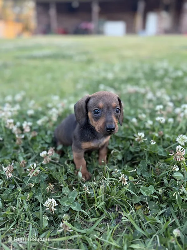 Lilly – Miniature Dachshund puppy for sale in Alma, GA