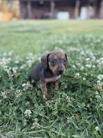 Lilly, a female Miniature Dachshund for sale in Alma, GA – Photo 1 of 5