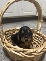 Rover, a male Basset Hound for sale in Alma, GA – 6 of 10