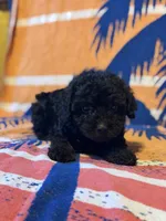 Peabody , a male Yorkipoo for sale in Alma, GA – 7 of 9