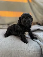 Izzy, a female Yorkipoo for sale in Alma, GA – 3 of 5