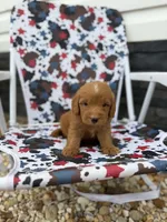 Red, a male Miniature Goldendoodle for sale in Alma, GA – 5 of 6