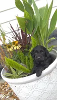 Tina, a female Miniature Goldendoodle for sale in Alma, GA – 2 of 6