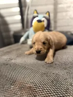 Wallen, a male Golden Retriever for sale in Alma, GA – 4 of 4