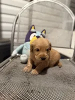 Cowboy, a male Golden Retriever for sale in Alma, GA – 3 of 3