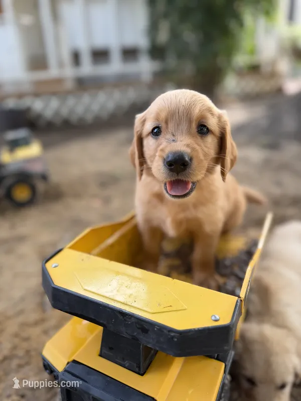 Red Man – Golden Retriever puppy for sale in Alma, GA