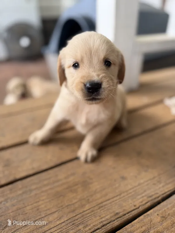 Peter – Golden Retriever puppy for sale in Alma, GA