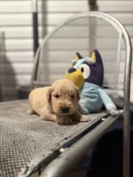 Peter, a male Golden Retriever for sale in Alma, GA – 2 of 4