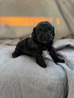 Izzy, a female Yorkipoo for sale in Alma, GA – 4 of 5