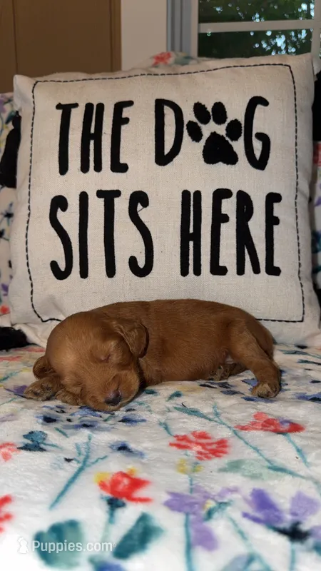 Lady – Miniature Goldendoodle puppy for sale in Alma, GA
