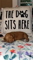 Lady, a female Miniature Goldendoodle for sale in Alma, GA – 1 of 5