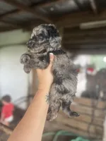 Silver, a male Miniature Goldendoodle for sale in Alma, GA – Photo 3 of 3