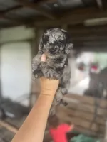 Silver, a male Miniature Goldendoodle for sale in Alma, GA – Photo 2 of 3